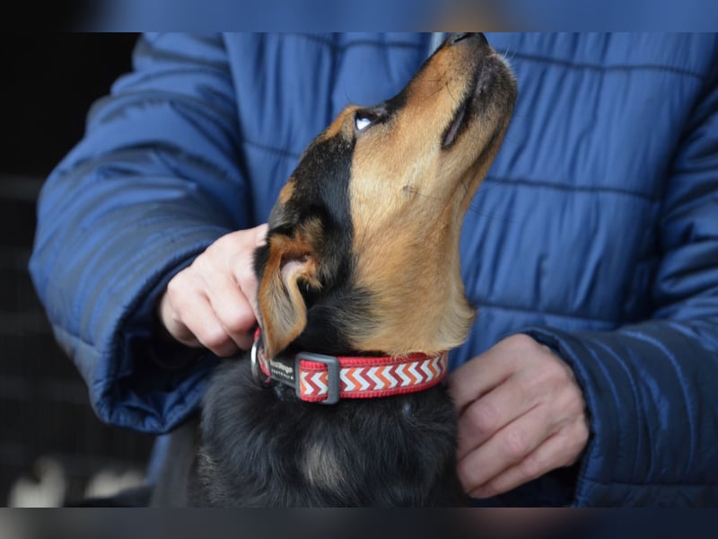 Cleverer Domi sucht sein Zuhause