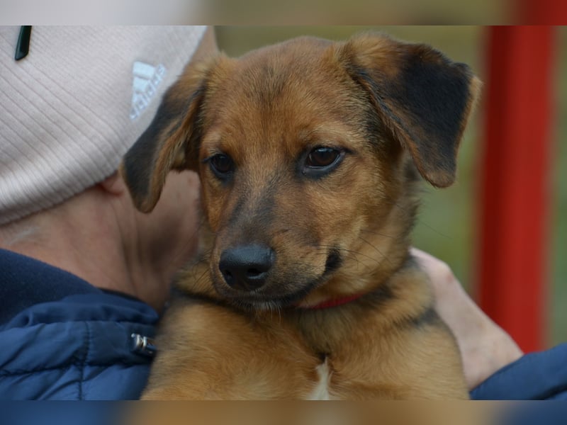 Herzjunge Dani sucht seine Menschen