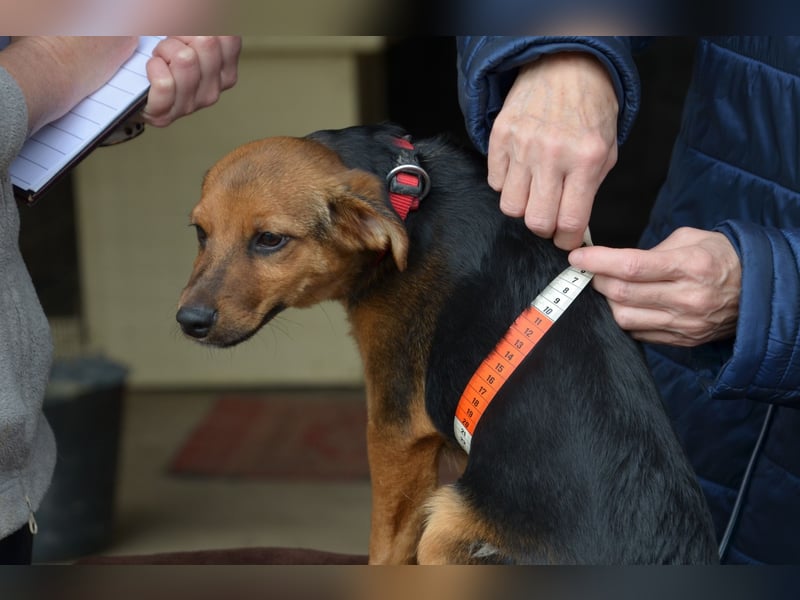 Herzjunge Dani sucht seine Menschen