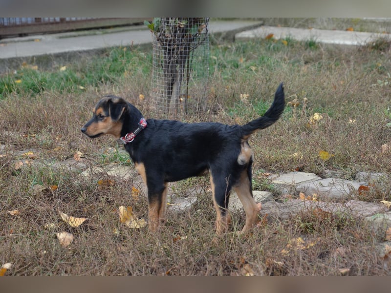 Cleverer Domi sucht sein Zuhause