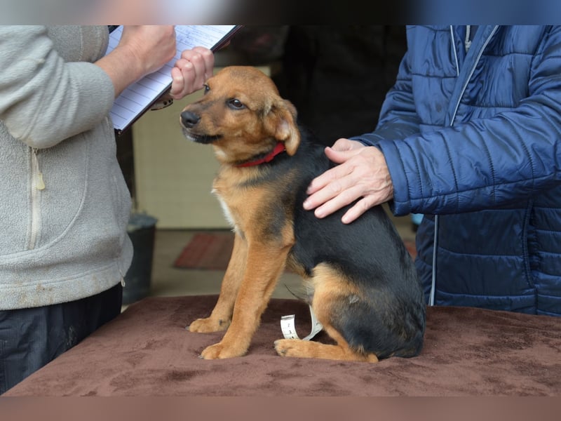 Herzjunge Dani sucht seine Menschen