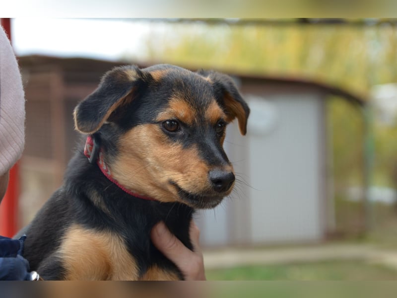 Cleverer Domi sucht sein Zuhause
