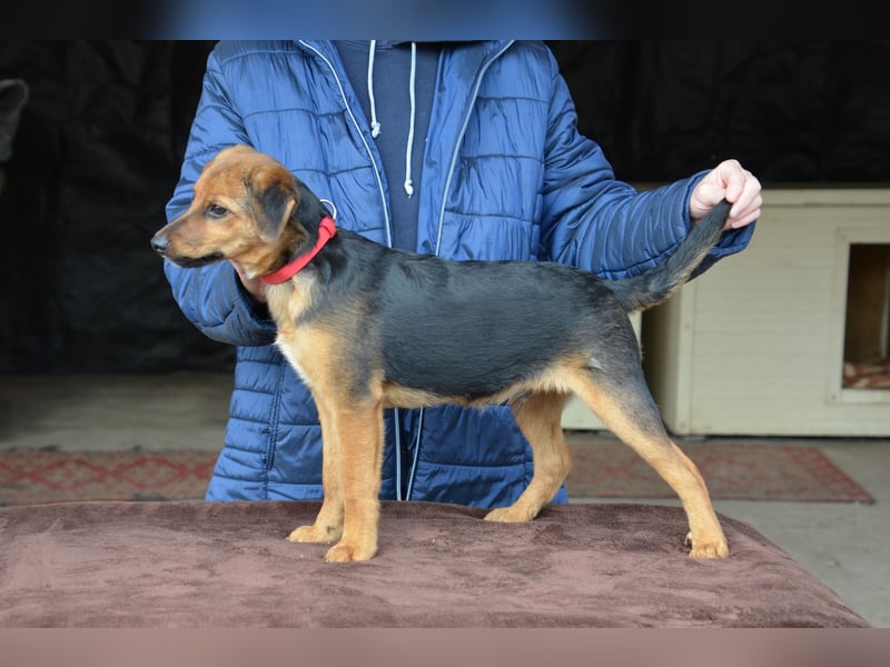Herzjunge Dani sucht seine Menschen