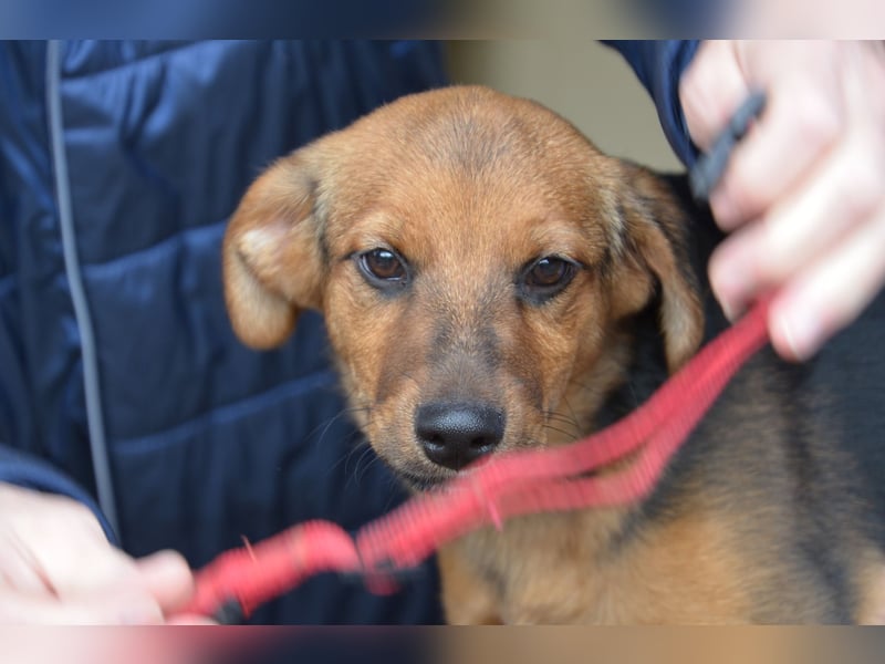 Herzjunge Dani sucht seine Menschen