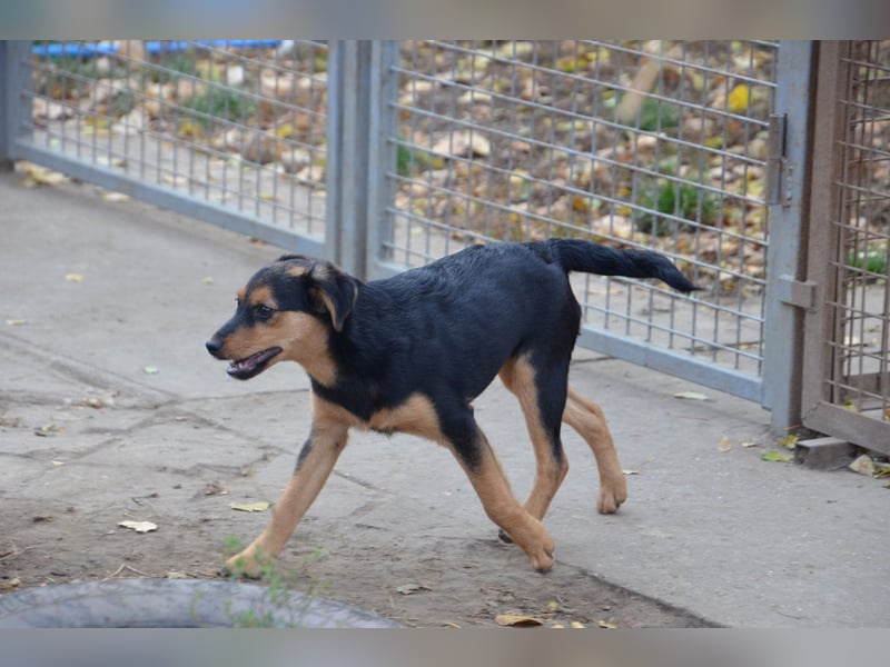 Cleverer Domi sucht sein Zuhause