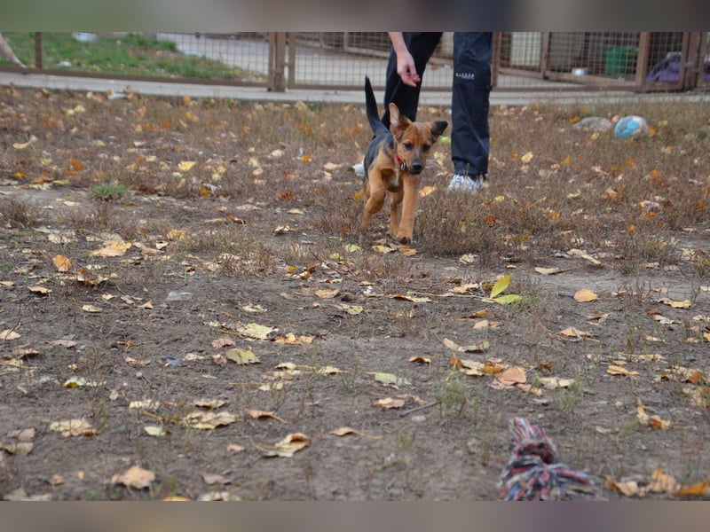 Herzjunge Dani sucht seine Menschen