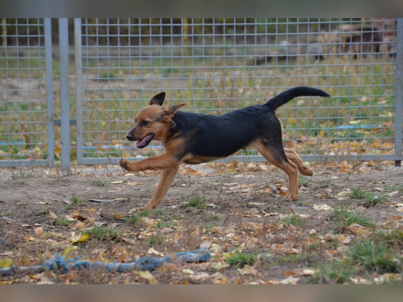 Herzjunge Dani sucht seine Menschen