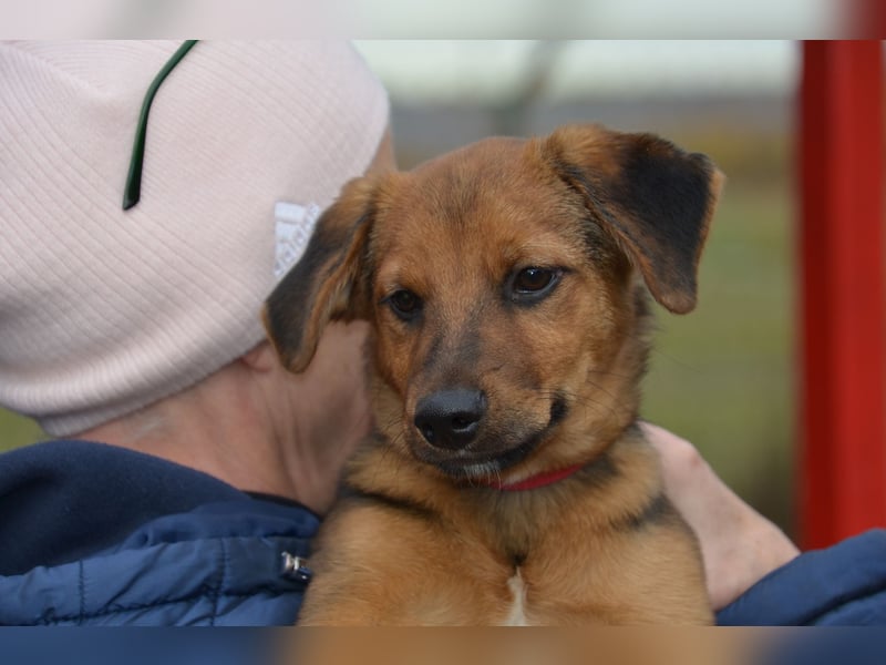 Herzjunge Dani sucht seine Menschen