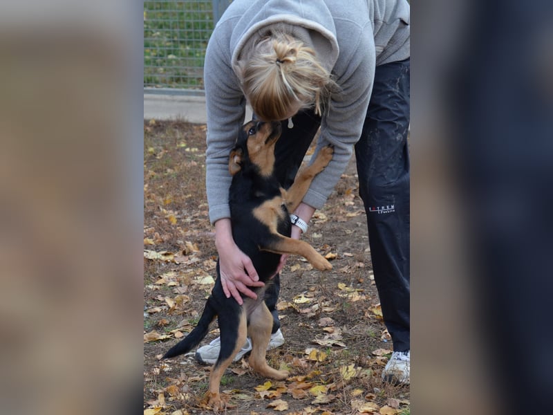 Cleverer Domi sucht sein Zuhause