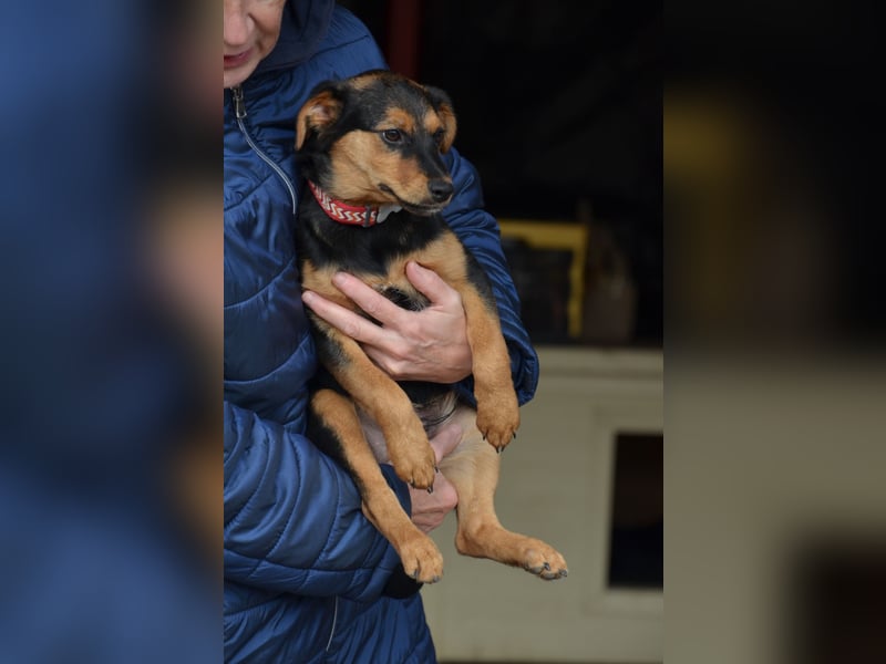 Cleverer Domi sucht sein Zuhause