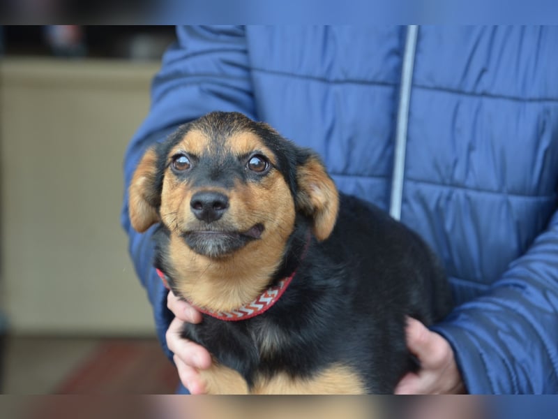 Cleverer Domi sucht sein Zuhause