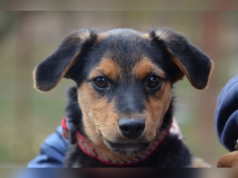 Cleverer Domi sucht sein Zuhause