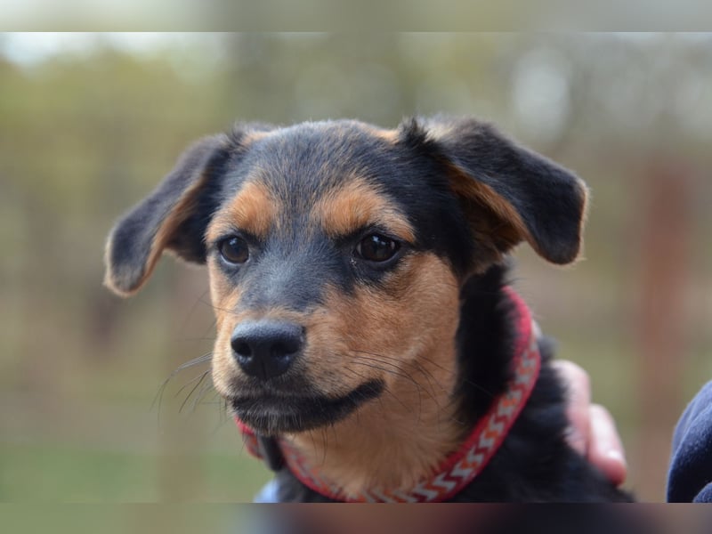 Cleverer Domi sucht sein Zuhause