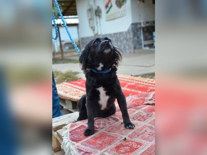 Bezaubernde Marlenka sucht ihr Zuhause