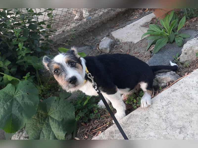 Hundejunge Aurel