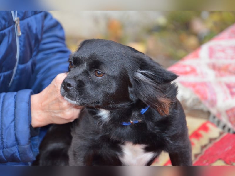 Bezaubernde Marlenka sucht ihr Zuhause