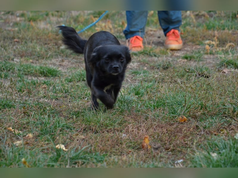 Bezaubernde Marlenka sucht ihr Zuhause