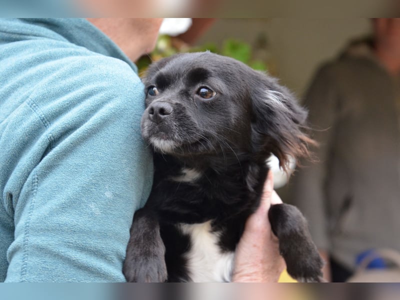 Bezaubernde Marlenka sucht ihr Zuhause