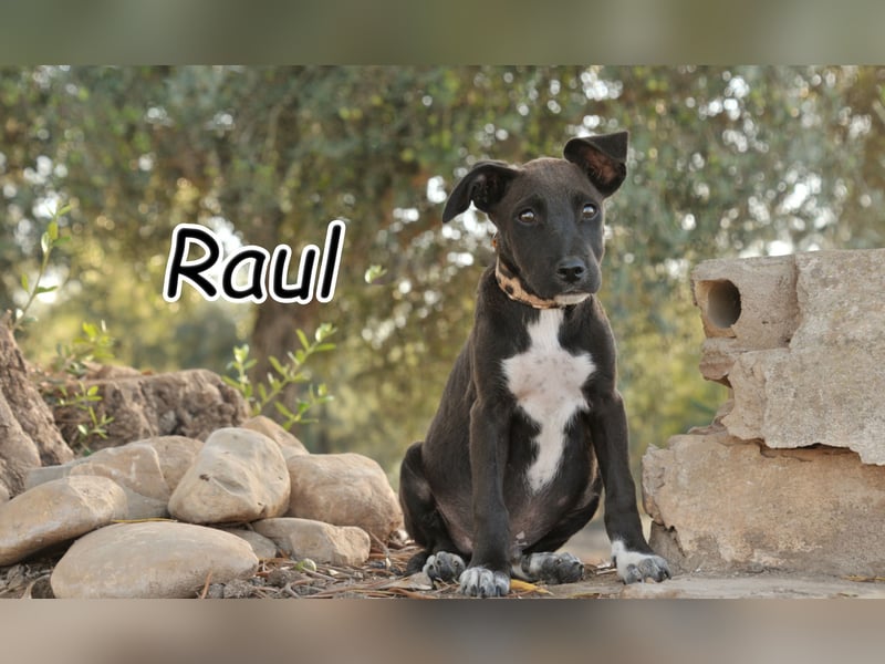 Zeigen Sie Raul, wie es ist, geliebt zu werden?