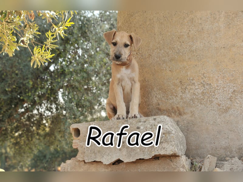 Zeigen Sie Rafael wie schön ein Zuhause ist?