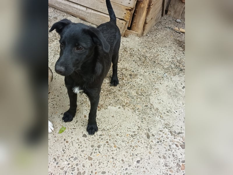 Kiki, kleine Hündin, 5 Monate alt