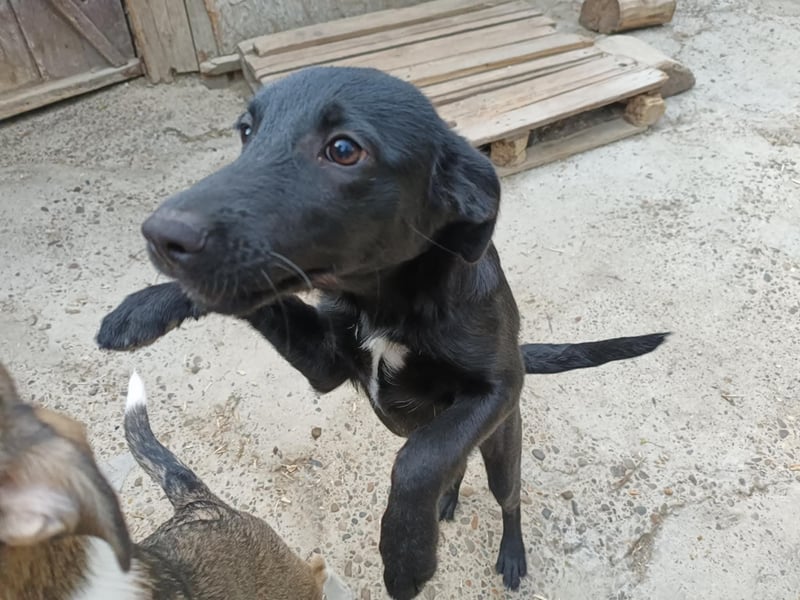 Kiki, kleine Hündin, 5 Monate alt