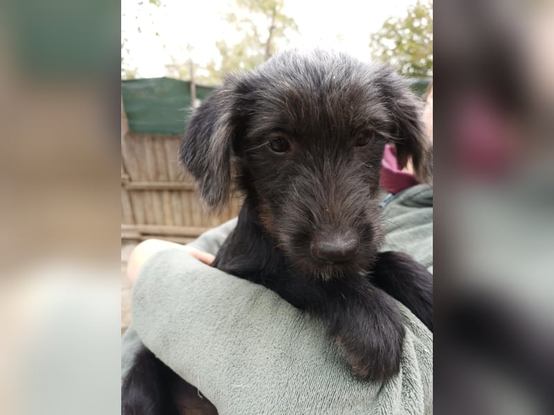 Pippin, hübsches Mädchen