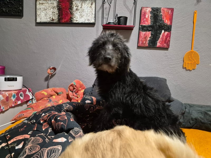 Pippin, hübsches Mädchen