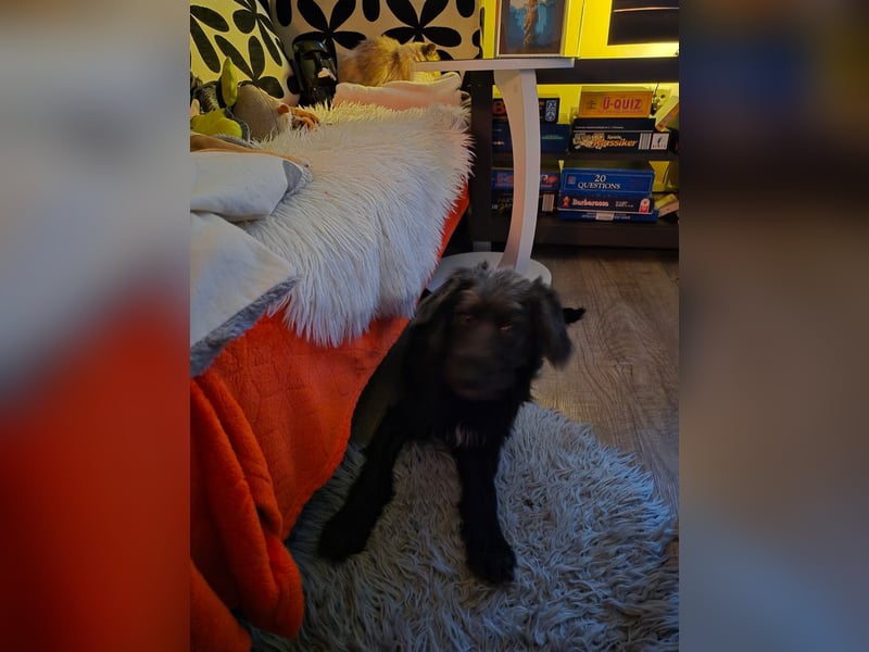 Pippin, hübsches Mädchen