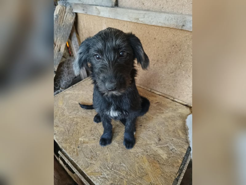 Pippin, hübsches Mädchen