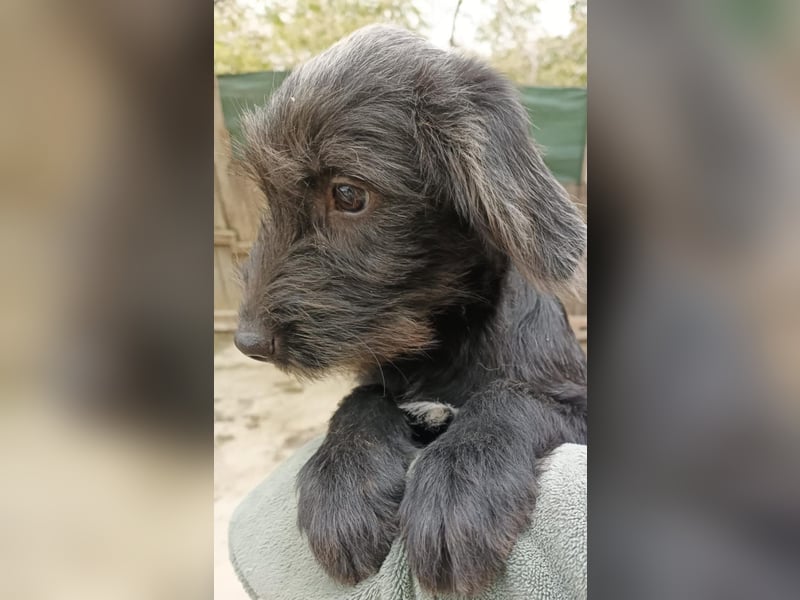 Pippin, hübsches Mädchen