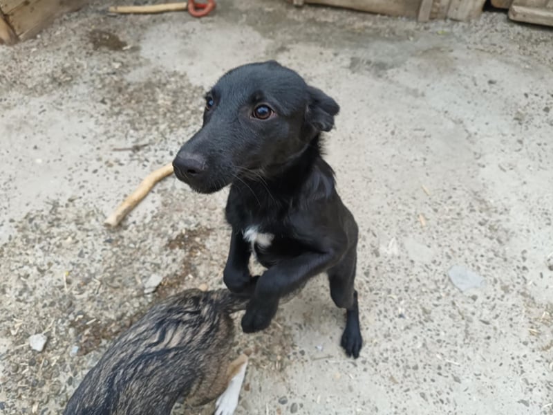 Kiki, kleine Hündin, 5 Monate alt