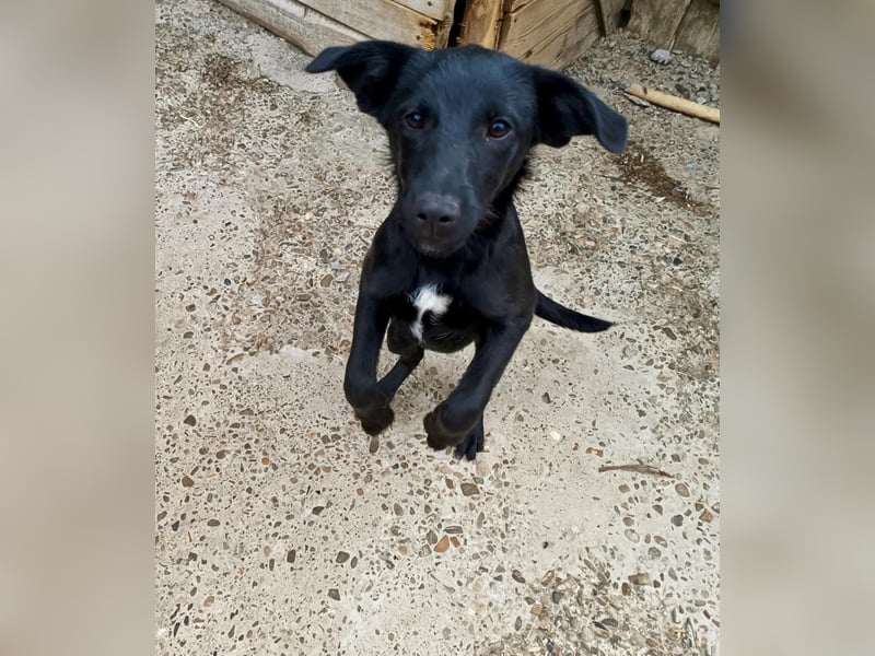 Kiki, kleine Hündin, 5 Monate alt