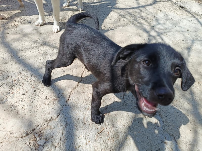 Kiki, kleine Hündin, 5 Monate alt