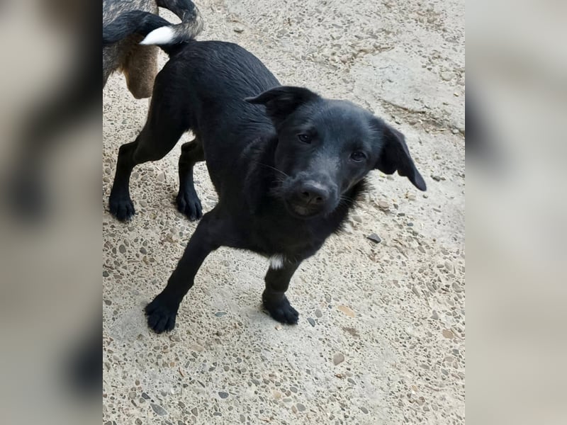 Kiki, kleine Hündin, 5 Monate alt