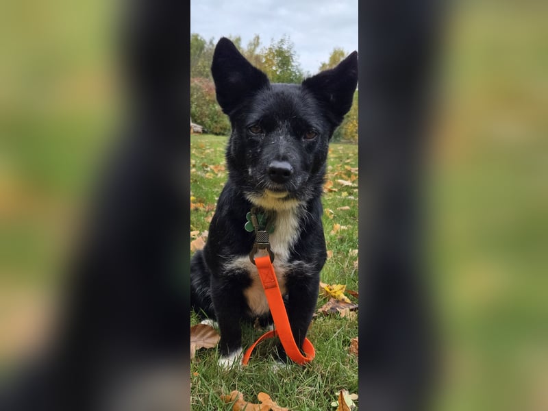 Shanty sucht ein neues Zuhause 