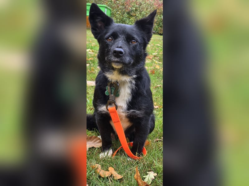 Shanty sucht ein neues Zuhause 