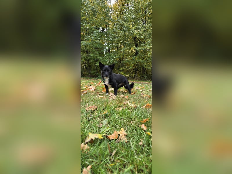 Shanty sucht ein neues Zuhause 