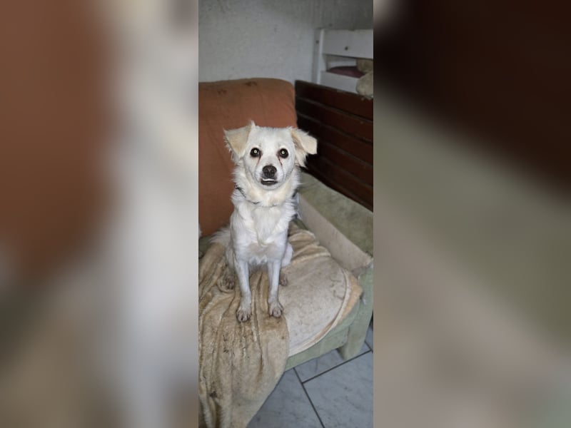 Raya sucht ein neues Zuhause