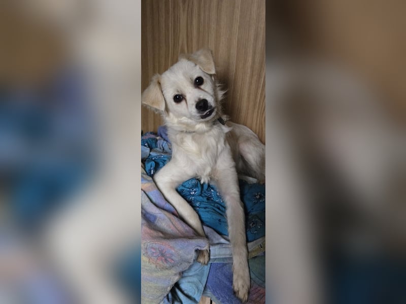 Raya sucht ein neues Zuhause