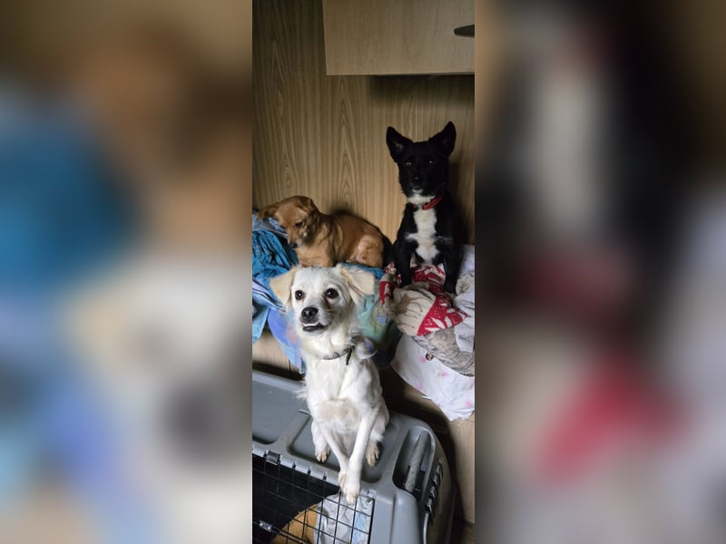 Raya sucht ein neues Zuhause