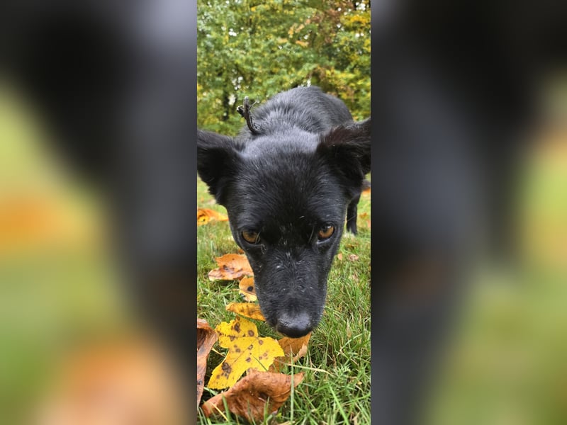 Shanty sucht ein neues Zuhause 