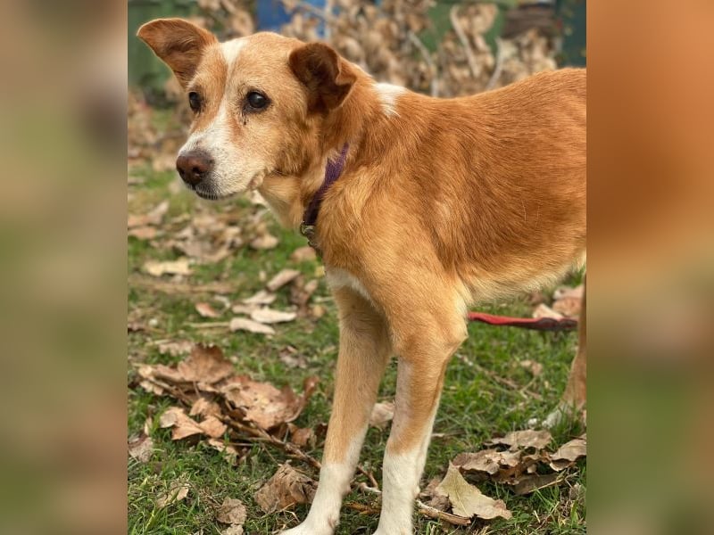 Opi, geb. ca. 10/2015, lebt in GRIECHENLAND, im städt. Tierheim Serres Opi, geb. ca. 10/2015, lebt in GRIECHENLAND, im städt. Tierheim Serres