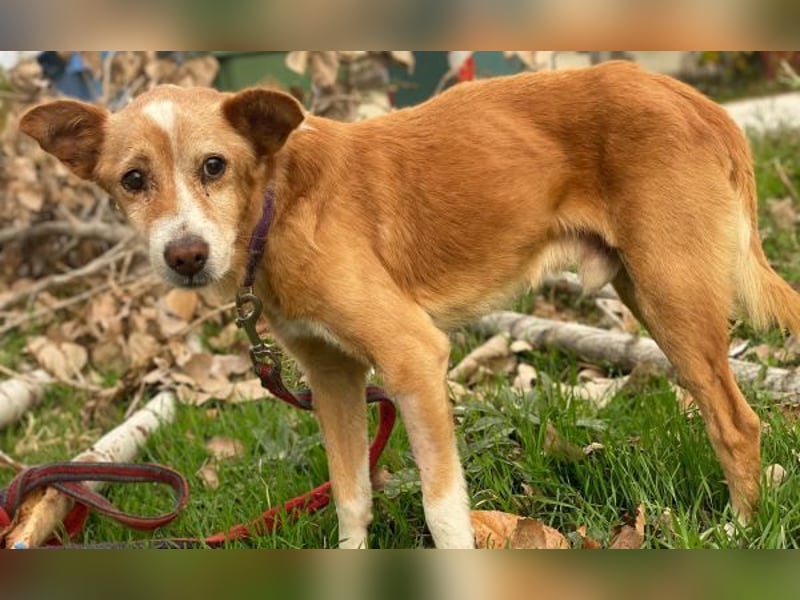 Opi, geb. ca. 10/2015, lebt in GRIECHENLAND, im städt. Tierheim Serres Opi, geb. ca. 10/2015, lebt in GRIECHENLAND, im städt. Tierheim Serres