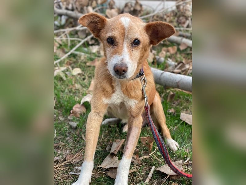 Opi, geb. ca. 10/2015, lebt in GRIECHENLAND, im städt. Tierheim Serres Opi, geb. ca. 10/2015, lebt in GRIECHENLAND, im städt. Tierheim Serres