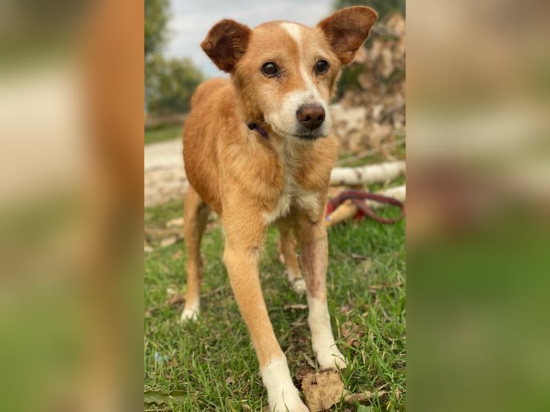 Opi, geb. ca. 10/2015, lebt in GRIECHENLAND, im städt. Tierheim Serres Opi, geb. ca. 10/2015, lebt in GRIECHENLAND, im städt. Tierheim Serres