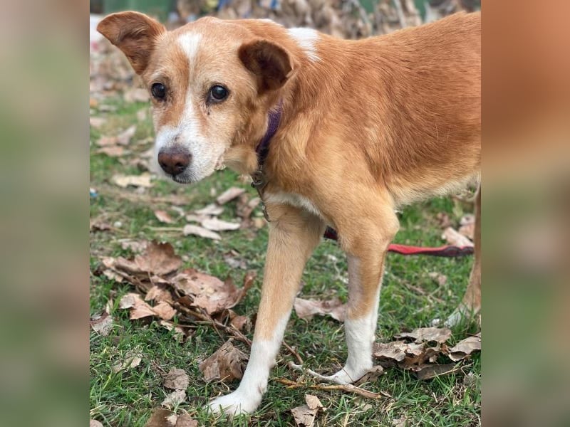 Opi, geb. ca. 10/2015, lebt in GRIECHENLAND, im städt. Tierheim Serres Opi, geb. ca. 10/2015, lebt in GRIECHENLAND, im städt. Tierheim Serres