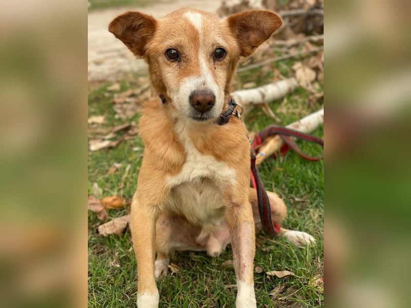 Opi, geb. ca. 10/2015, lebt in GRIECHENLAND, im städt. Tierheim Serres Opi, geb. ca. 10/2015, lebt in GRIECHENLAND, im städt. Tierheim Serres