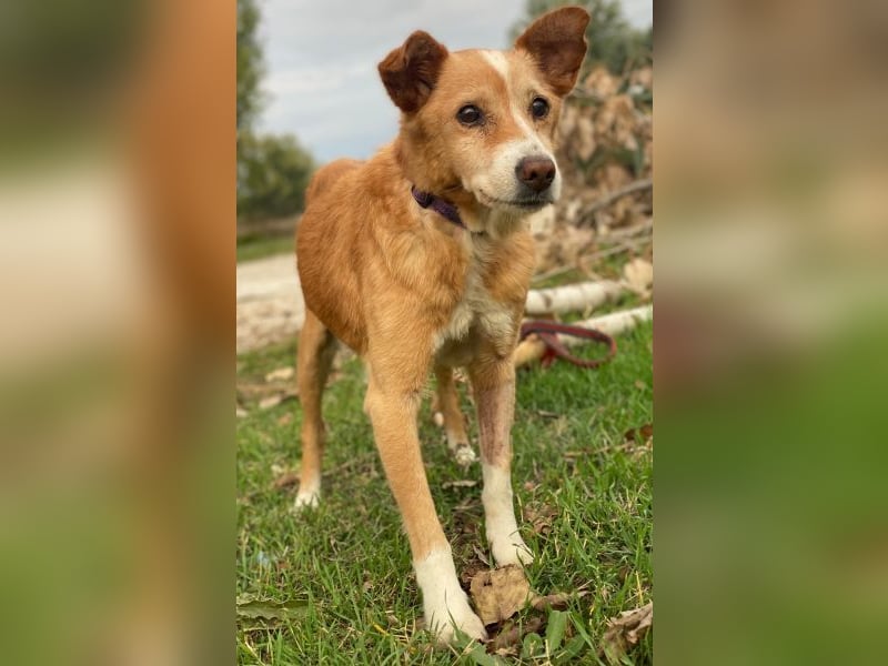 Opi, geb. ca. 10/2015, lebt in GRIECHENLAND, im städt. Tierheim Serres Opi, geb. ca. 10/2015, lebt in GRIECHENLAND, im städt. Tierheim Serres