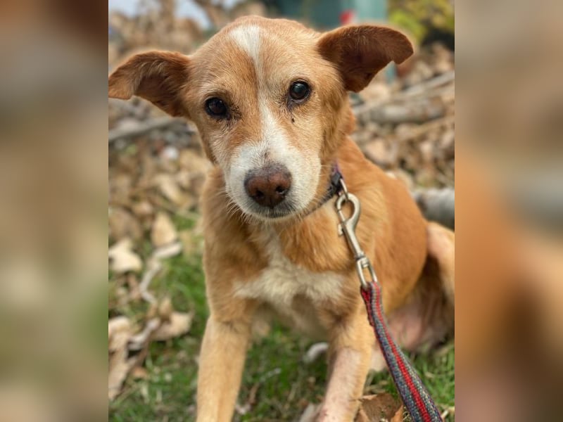 Opi, geb. ca. 10/2015, lebt in GRIECHENLAND, im städt. Tierheim Serres Opi, geb. ca. 10/2015, lebt in GRIECHENLAND, im städt. Tierheim Serres